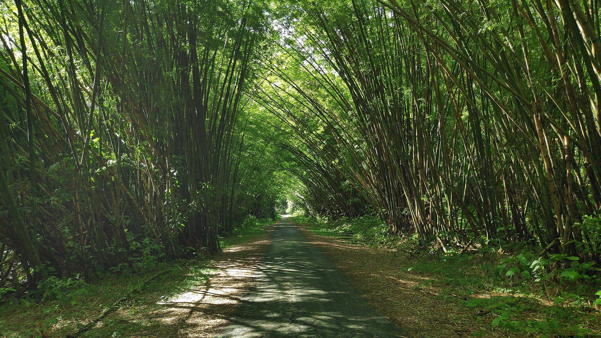 Bamboo Cathedral road in Chaguaramas, Trinidad